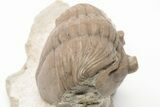 Curled Asaphus Plautini Trilobite Fossil - Russia #200395-1